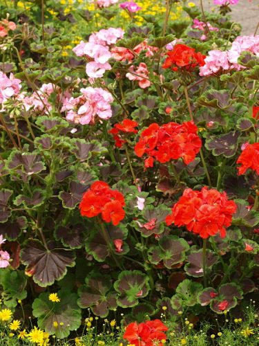 ゼラニウムの花言葉と育て方!アロマオイルの効果や精油の作り方