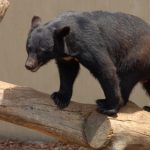 ヒグマからの逃げ方や撃退方法とは!熊よけの商品を紹介