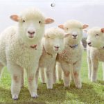 シープスキンとは?手入れの方法やおすすめ商品を紹介