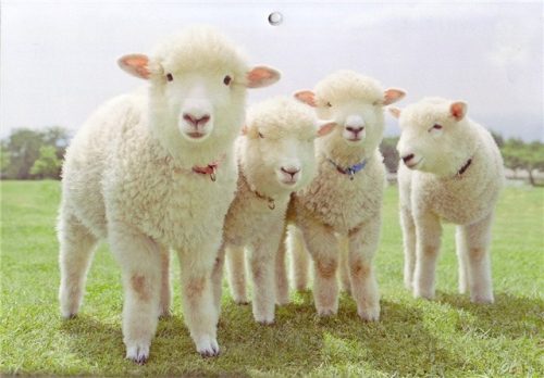 シープスキンとは?手入れの方法やおすすめ商品を紹介