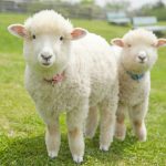 ラムスキンとはどんな素材?手入れ方法や商品を紹介!