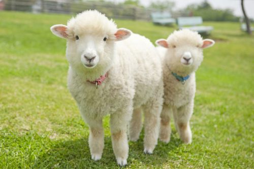 ラムスキンとはどんな素材?手入れ方法や商品を紹介!