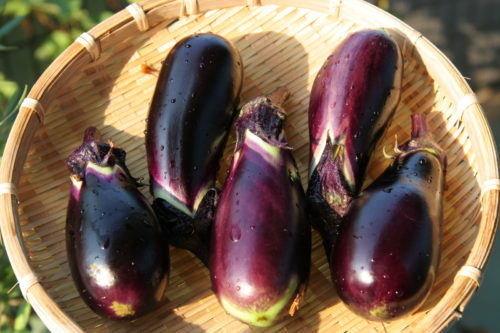 秋茄子は嫁に食わすなの意味と真相は?使い方や英語も紹介