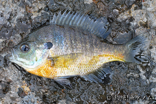 ブルーギルは天皇陛下の放流のせいで繁殖した?謝罪や2chの反応は?