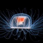 ベニクラゲは不老不死で寿命がない?テロメアや研究で人間にも応用が?