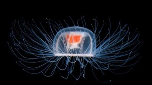 ベニクラゲは不老不死で寿命がない?テロメアや研究で人間にも応用が?