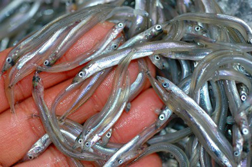 いかなごの解禁は2018年のいつ頃?味や禁止にされてる理由は?