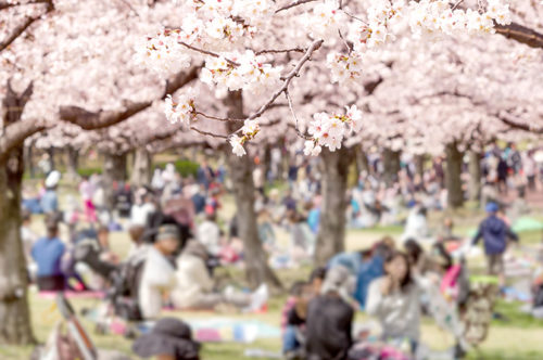 花見でするゲームで盛り上がるものは?大人数や少人数、高齢者で楽しめるものは?