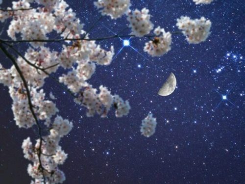 花見が雨の日の場合の対策や楽しむ方法は?代わりの予定は?