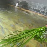 菖蒲湯はいつ入るのがいい?時期や由来や効能、入り方ややり方も重要?