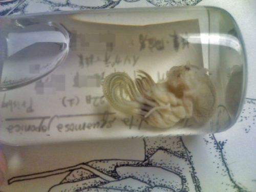 フジツボの中身が気持ち悪くてエイリアンみたい?味や食べても大丈夫なの?