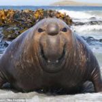 海の巨大な生物が怖い!世界や日本で実際に存在する生き物を画像で紹介!