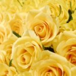 父の日の花は何を贈るのが正解？理由や由来、黄色いなら何でもいいの？