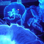 海にクラゲが発生する時期はいつから？沖縄、九州、中国、関西、関東は？