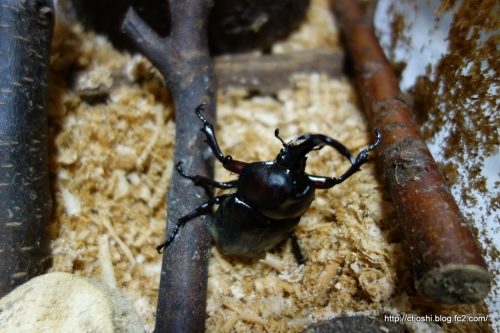 カブトムシがひっくり返る理由や原因は?防止方法や対策は?