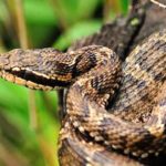 マムシに犬が噛まれても死ななくて大丈夫?対処法は必要?