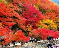 秋といえば行事やイベント、記念日や花などネタの種を紹介！
