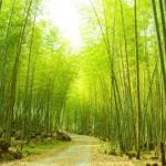 竹の成長の速度やスピードはどのくらい？成長の仕方がすごい！
