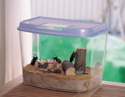 カブトムシのオス同士を同じケースに入れるのはダメ?その理由は?