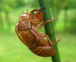 セミの抜け殻は食べることができる？食べ方や効果や効能は？