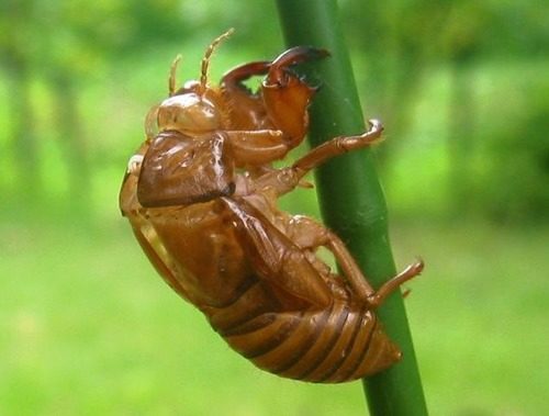 セミの抜け殻は食べることができる?食べ方や効果や効能は?