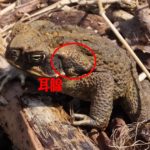 ヒキガエルの毒性の成分は何?犬や人間がくらった時の対処法は?