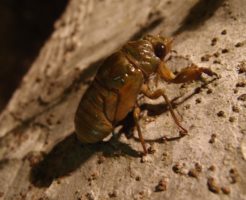 セミには寄生虫がいる？どんな虫で食べる時の注意点は？
