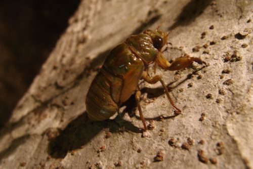 セミには寄生虫がいる?どんな虫で食べる時の注意点は?