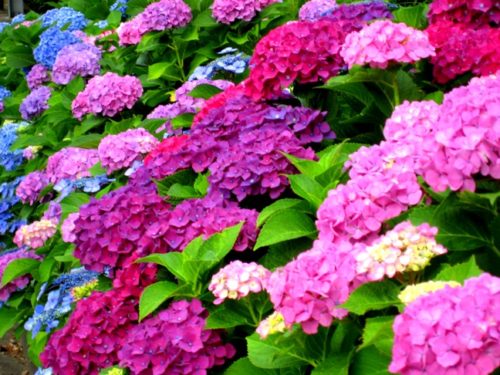 紫陽花の地植えのやり方や方法、注意点は?青、ピンクの作り方は?