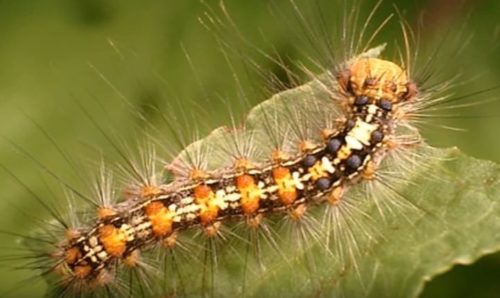 毛虫のアレルギーの反応や症状は?刺された時の対処法はどうする?