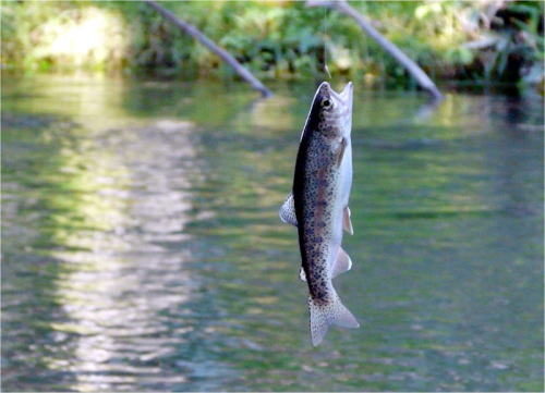 ニジマスの保存の方法!新鮮で美味しく食べれるやり方は?