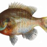 ブルーギルは食べることが出来る?寄生虫の危険や美味しい食べ方は?