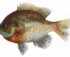 ブルーギルは食べることが出来る?寄生虫の危険や美味しい食べ方は?