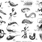 昆虫の進化は謎だらけ!過程の化石がないのでわからない?
