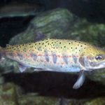 ヤマメの刺身には寄生虫が?食べ方や捌く注意点は?