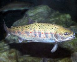 ヤマメの刺身には寄生虫が?食べ方や捌く注意点は?