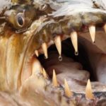 ピラニアは人間を食べる？襲うという危険性はあるの？