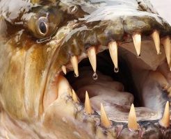 ピラニアは人間を食べる?襲うという危険性はあるの?