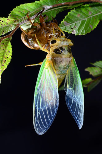 セミはいつ羽化して、時間はどのくらいかかる?場所や明るさが重要?