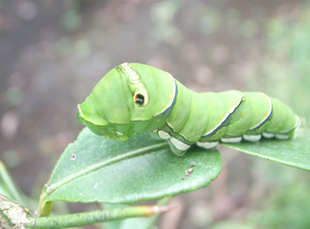 アゲハ蝶の幼虫の食べ物は何 種類別に食べられるものか違う トレンドライフ