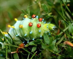蛾の幼虫の駆除の仕方や方法は?死骸にも注意が必要?