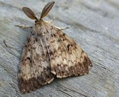 蛾の大量発生の原因は?駆除の方法や対策は?