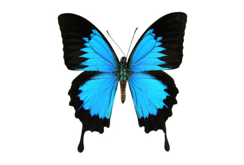 アゲハ蝶は幸運の象徴 仕事運や金運 恋愛運が上がる トレンドライフ