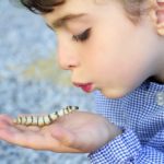 昆虫に痛覚や痛みはない?理由や潰しても痛くない?