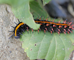毛虫の黒やオレンジの斑点や線のある虫はなに?駆除や対処法は?