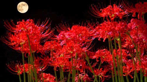彼岸花が怖い理由は花言葉や咲き方にあり?迷信や伝説がすごい!