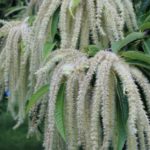 栗の花の匂いはどんなの?嫌いな人が多い理由や隠語になる?