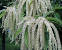 栗の花の匂いはどんなの?嫌いな人が多い理由や隠語になる?