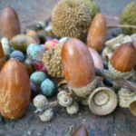 どんぐりの保存方法でレンジや冷凍のやり方は?どの方法がいい?