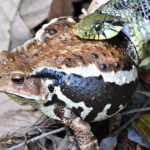 ヤマカガシの食べる時の注意点や毒蛇の肉は大丈夫なの?